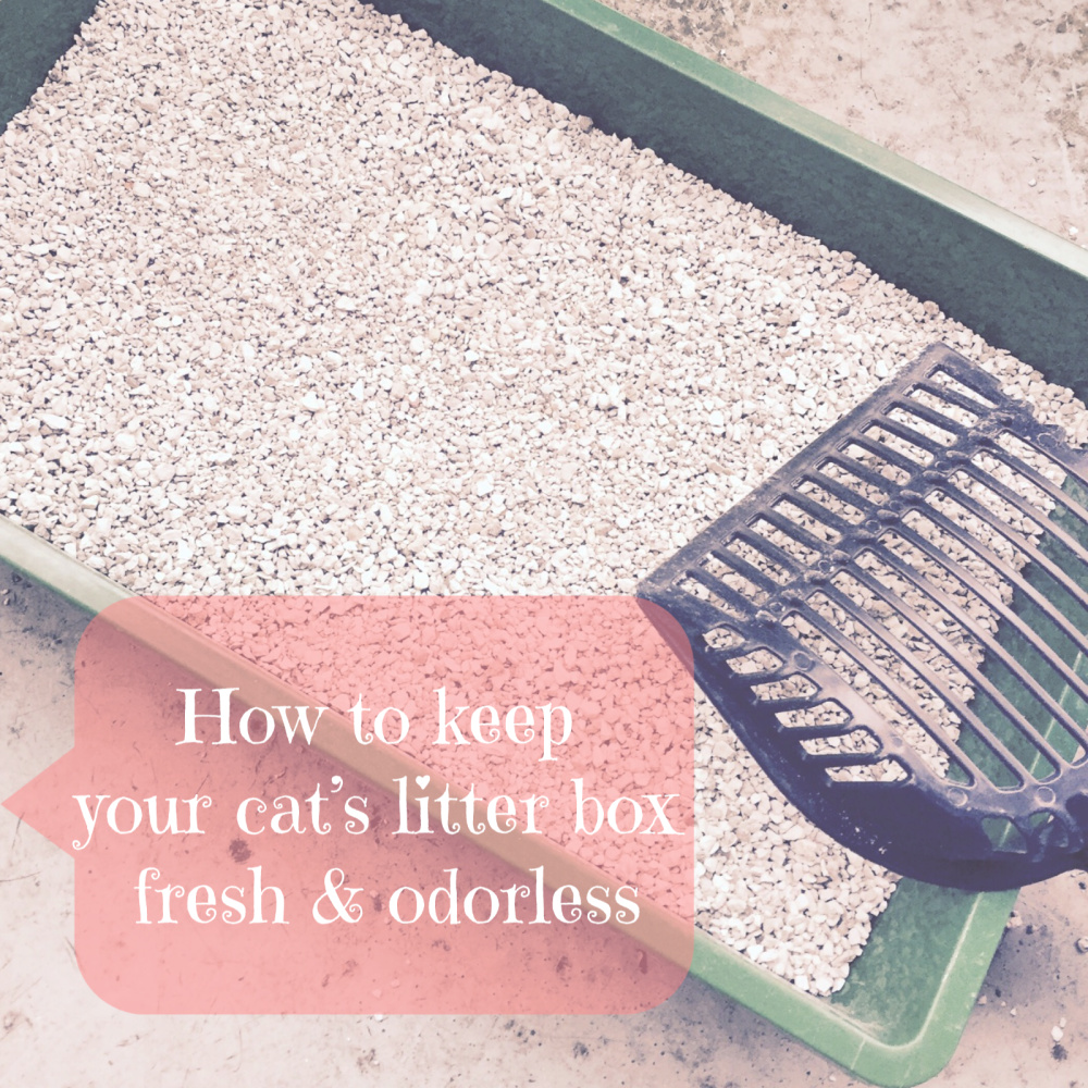 How to keep your cat's litter box fresh and odorless Sintra the Cat