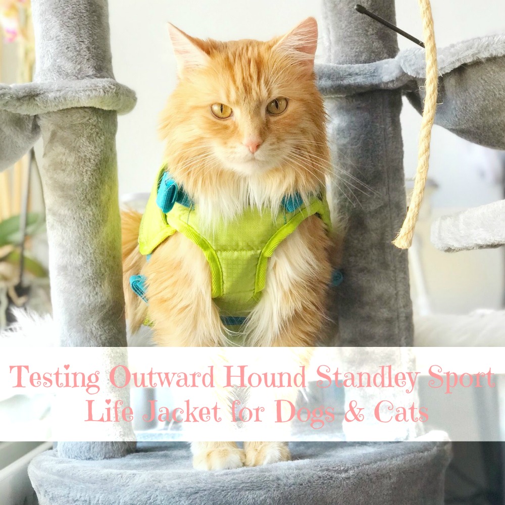 Testing Outward Hound Standley Sport Life Jacket for Dogs & Cats | Sintra the Cat