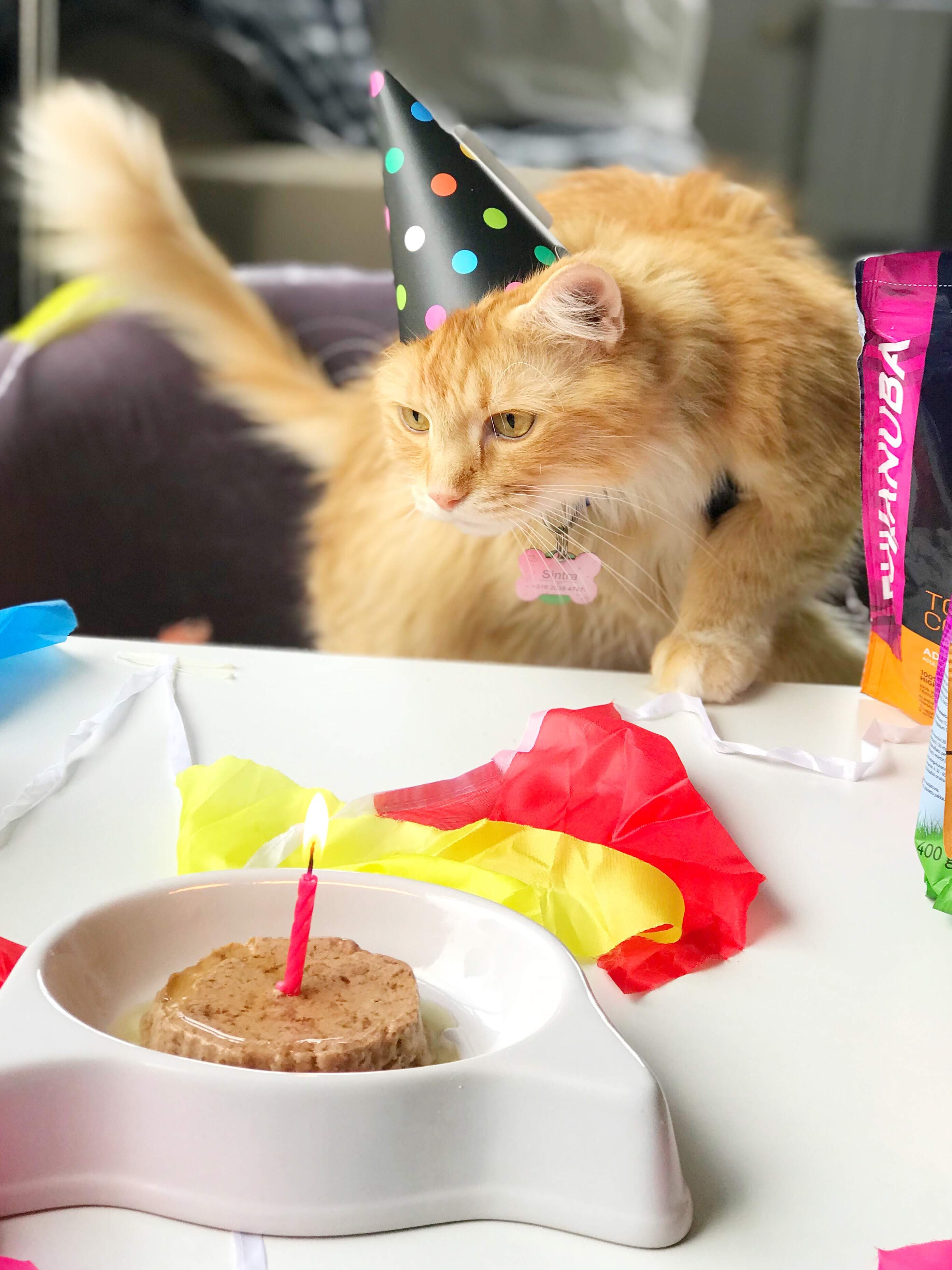 Sintra the Cat 4th birthday: When birthday candles phobia is back