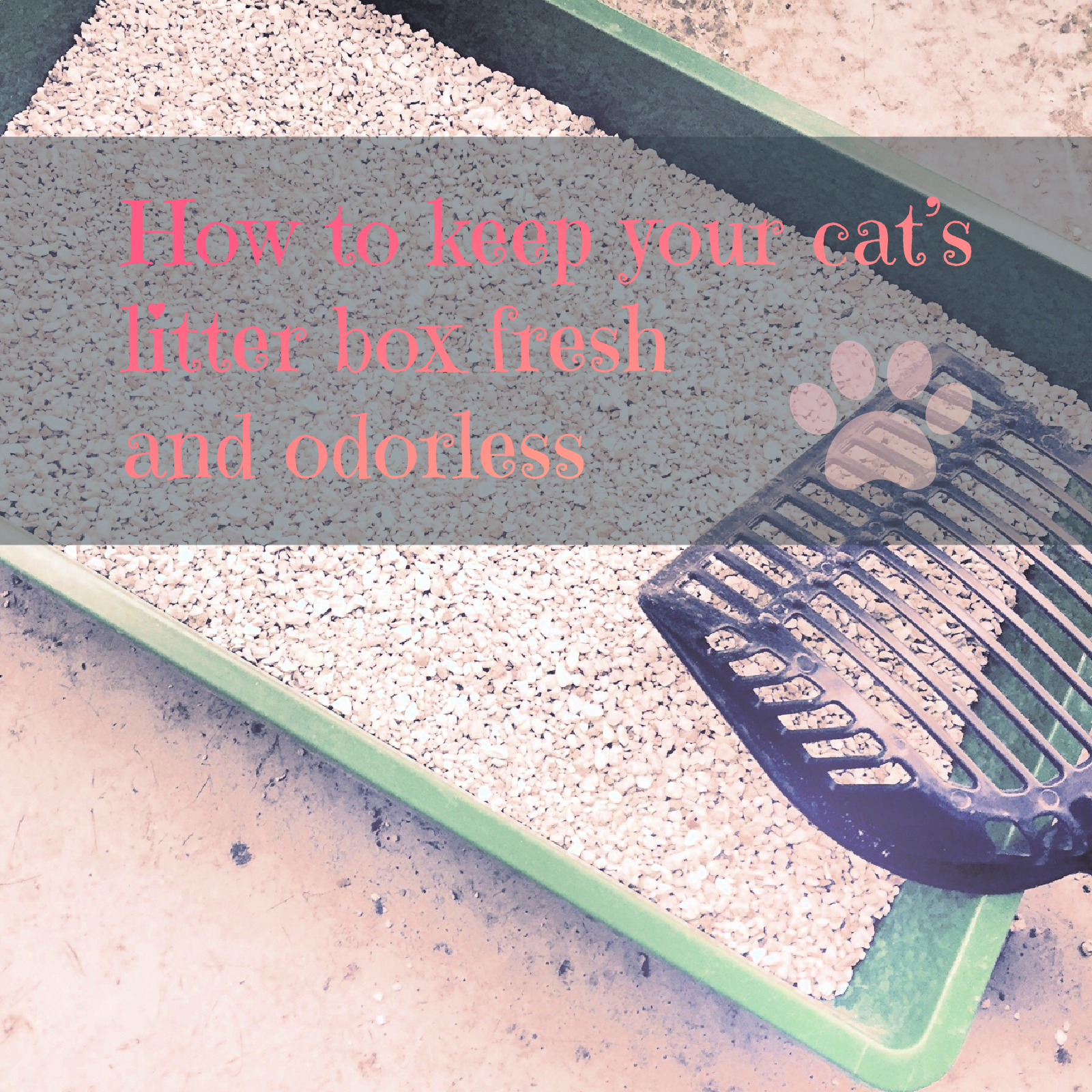 How to keep your cat’s litter box fresh and odorless | Sintra the Cat